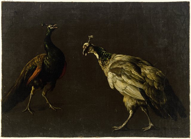 Peacock and peahen by Jan Weenix
