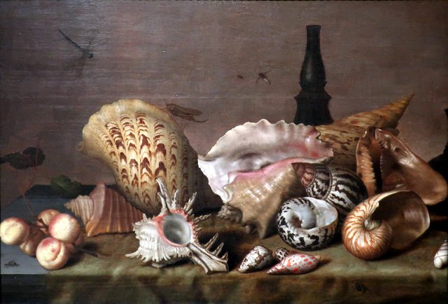 Sea Shells by Balthasar van der Ast