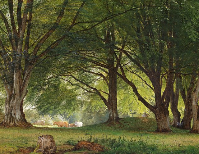 Cows in a glade at the edge of a forest. by Godtfred Rump