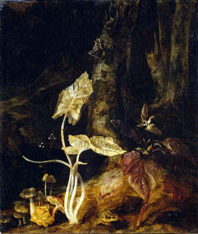 Forest floor still life with mushrooms, frog and grasshopper by Otto Marseus van Schrieck