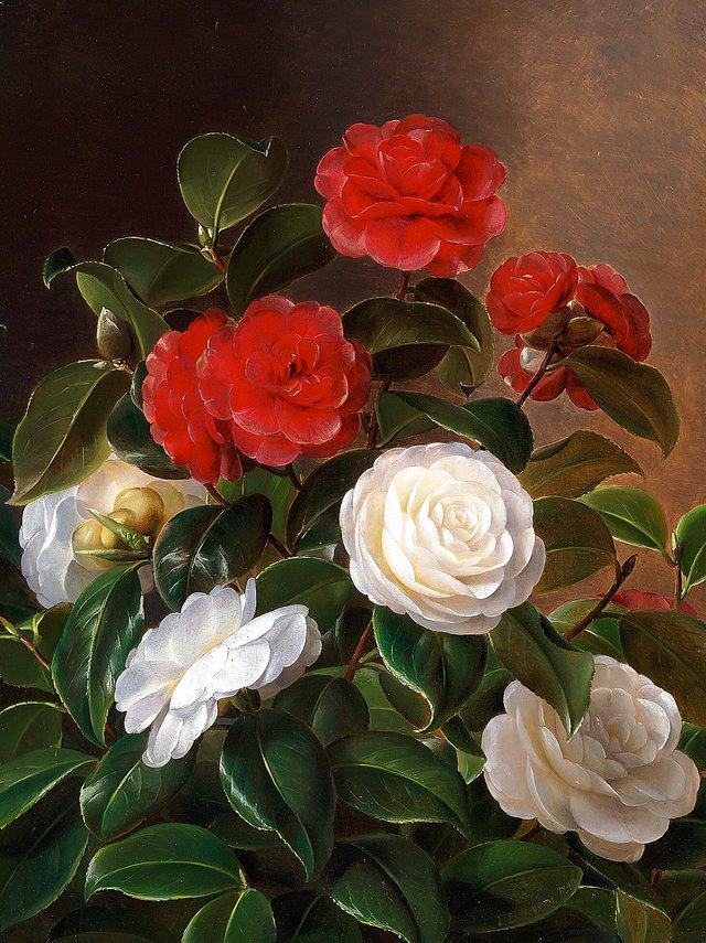 Red and white camellia by Johan Laurentz Jensen