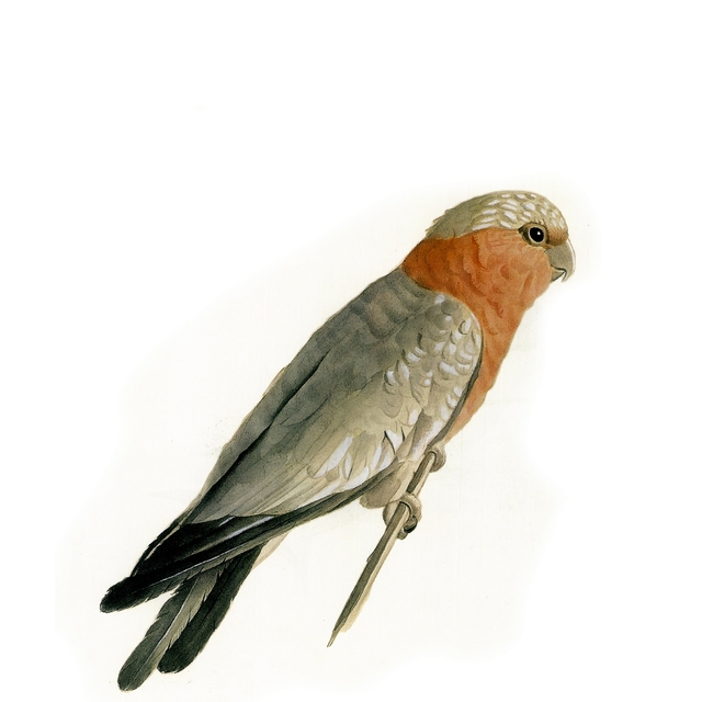 Painting of a Bird (07) by Kamal-ol-molk
