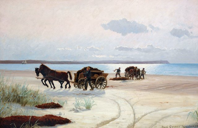 Fishermen loading seaweed on horsecarts. by Carl Locher