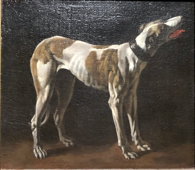 Study of a greyhound by Pieter van Laer