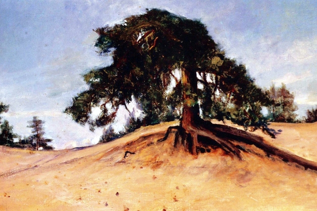 A broken pine (Lappvik) by Amélie Lundahl