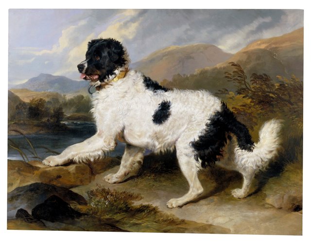 'Lion', a Newfoundland Dog by Edwin Landseer