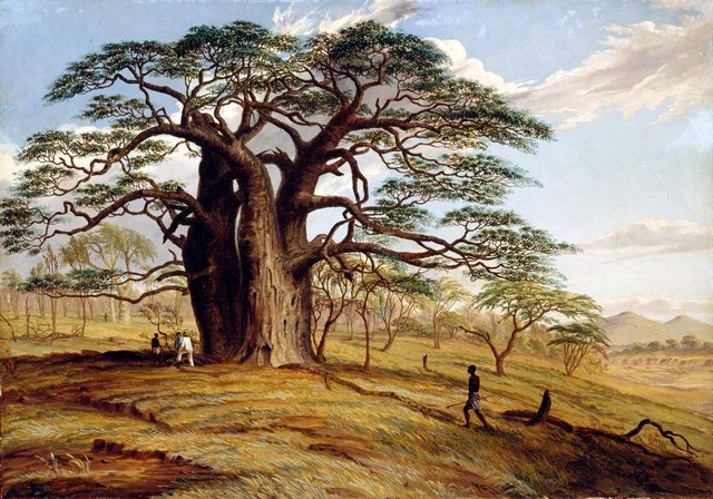 A Baobab near the Bank of the Lue by Thomas Baines