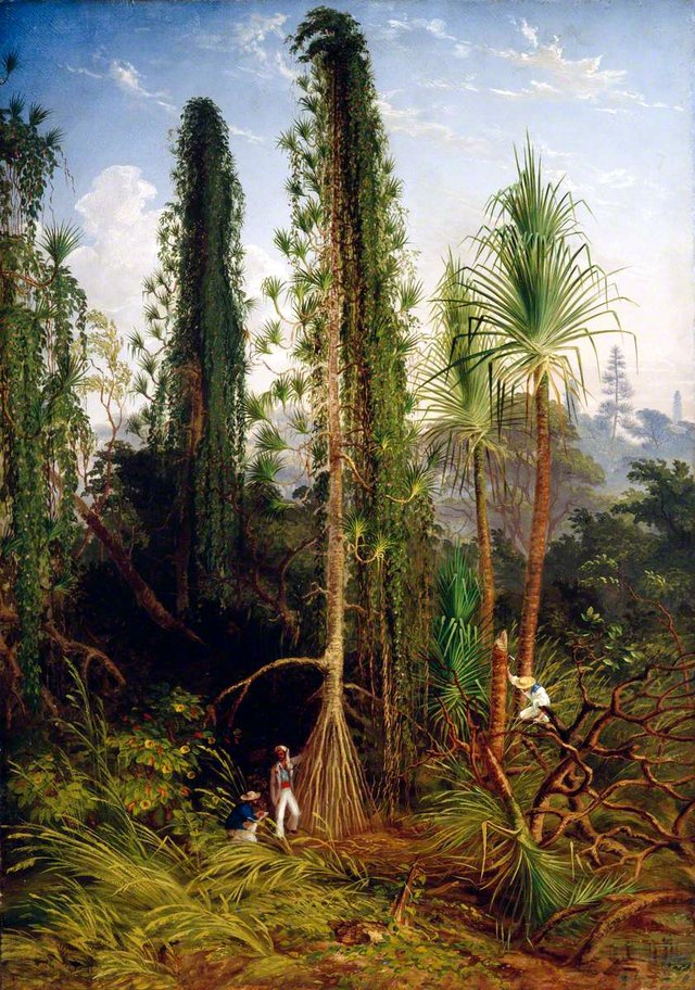 Pandanus by Thomas Baines