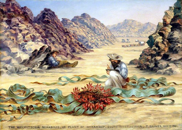 The welwitschia mirabilis by Thomas Baines