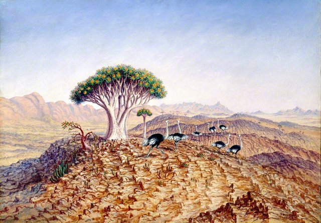 The Great Tree-Aloe of Damaraland by Thomas Baines