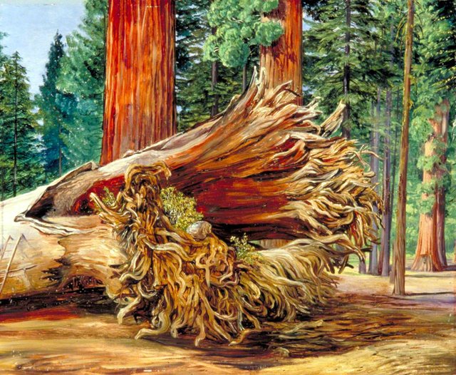 A Fallen Giant, Calaveras Grove, California by Marianne North
