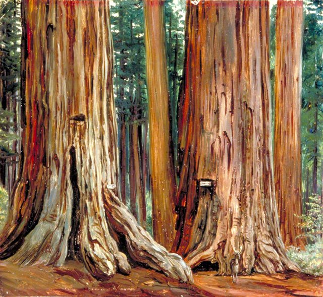 'Castor and Pollux' in the Calaveras Grove of Big Trees, California by Marianne North