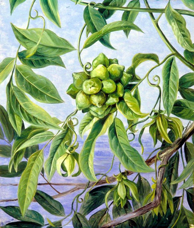 A Climber in Flower and Fruit, Sarawak, Borneo by Marianne North