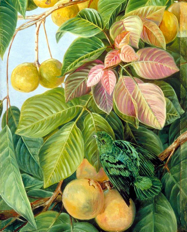 Fruit of Sandoricum and Green Gaper, Borneo by Marianne North