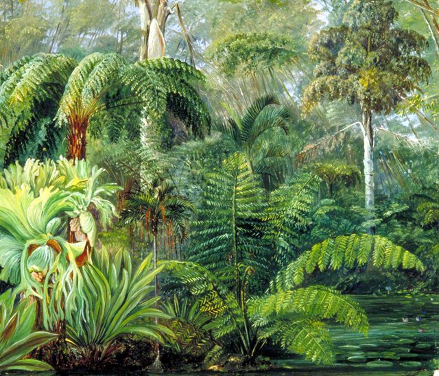 Palms and Ferns, a Scene in the Botanic Garden, Queensland by Marianne North