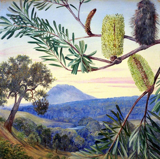 Banksia of Tasmania by Marianne North