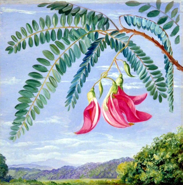Foliage and Flowers of a Tree Commonly Cultivated in Warm Countries by Marianne North