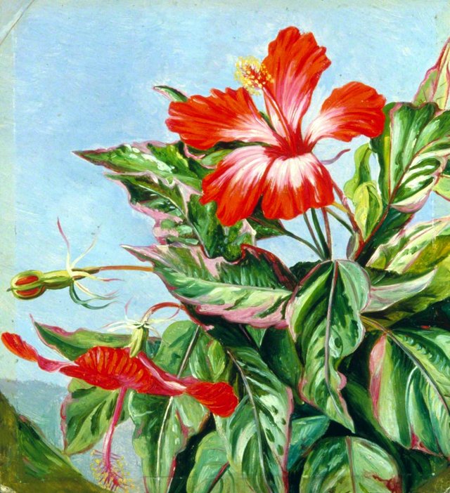 A New Caledonian Plant, Hibiscus cooperi by Marianne North