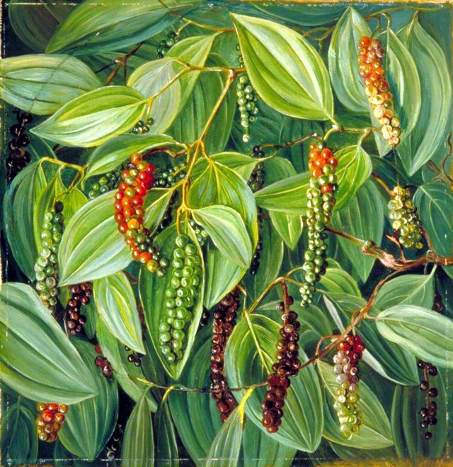 Foliage, Flowers and Fruit of the Pepper Plant by Marianne North