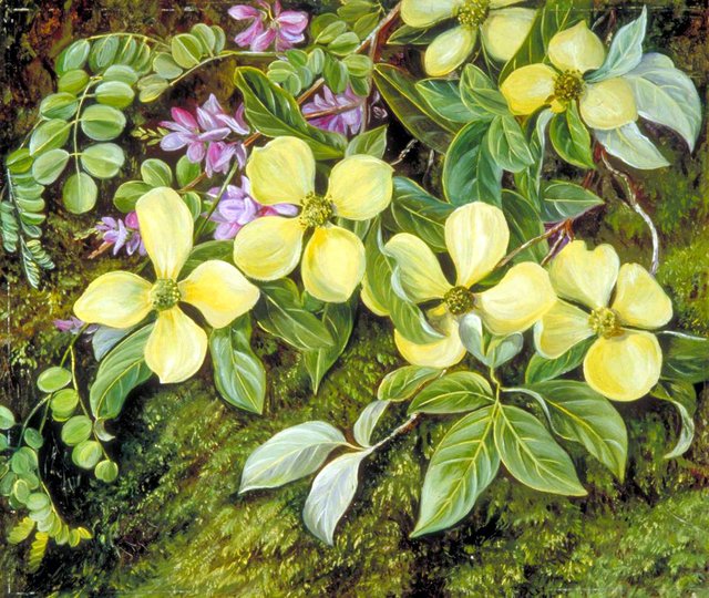 Flowers of a Dogwood and an Indigo from the Himalayas by Marianne North