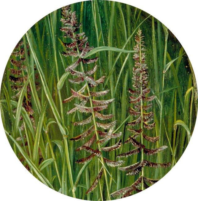 A Sacred Grass by Marianne North