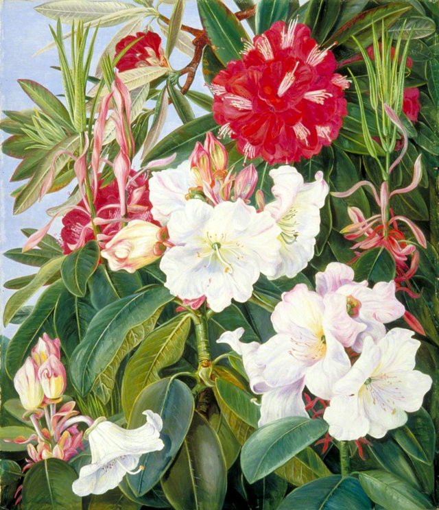 Foliage and Flowers of Two Indian Rhododendrons by Marianne North