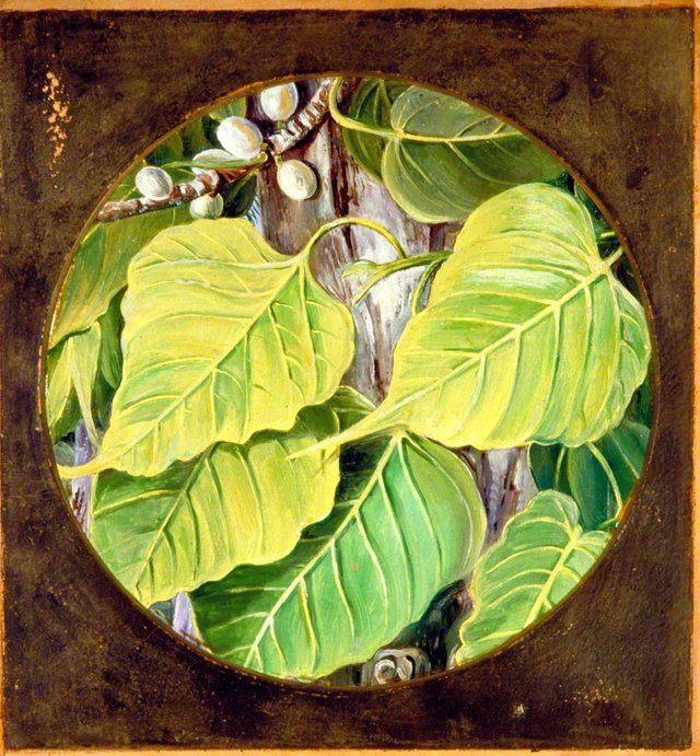 Peepul or Bo by Marianne North