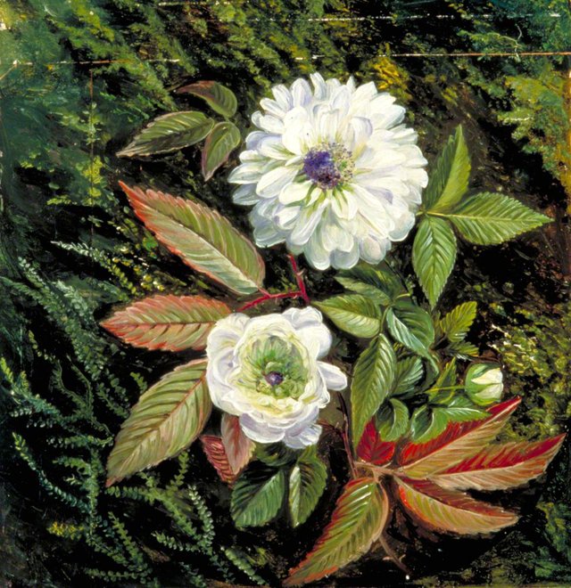Foliage and Double Flowers of the Sandal-Wood Bramble by Marianne North