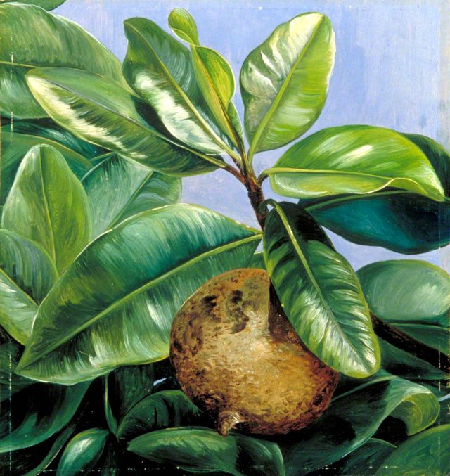 Foliage and Fruit of Mammee Apple or South American Apricot by Marianne North