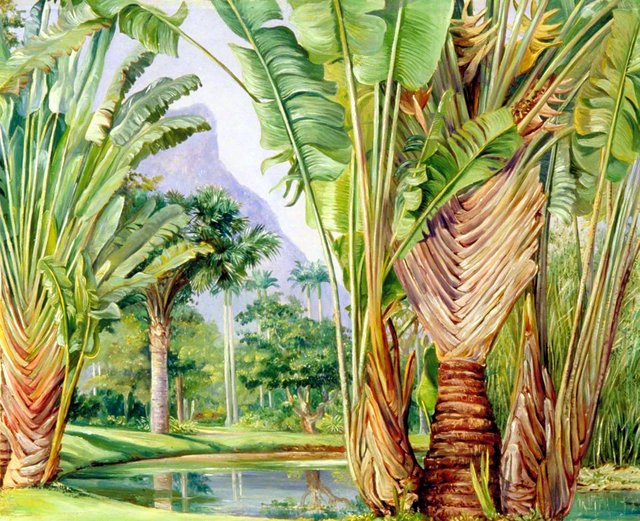 Study of the Traveller's Tree of Madagascar in the Botanic Garden of Rio, Brazil by Marianne North