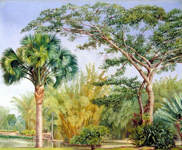 Palm, Bamboos and India-Rubber Trees in the Botanic Garden, Rio by Marianne North