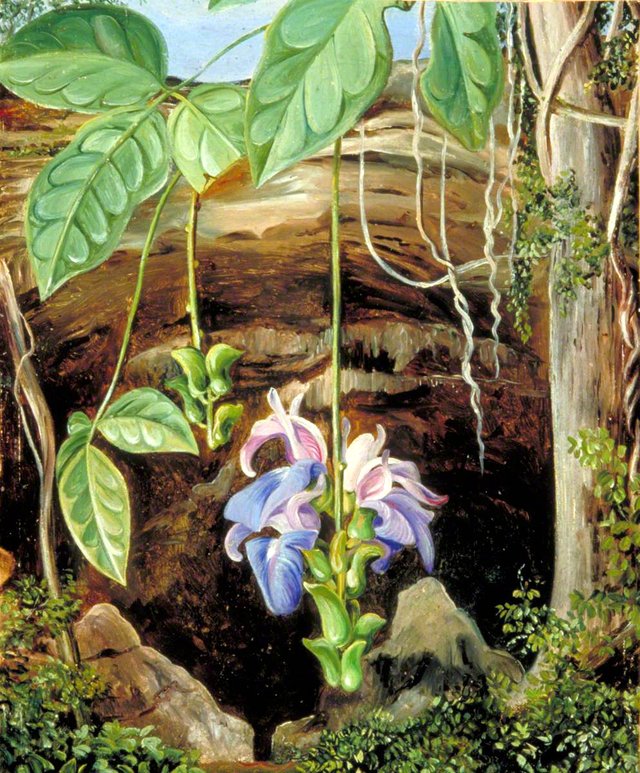 Flowers of a Twiner, Brazil by Marianne North