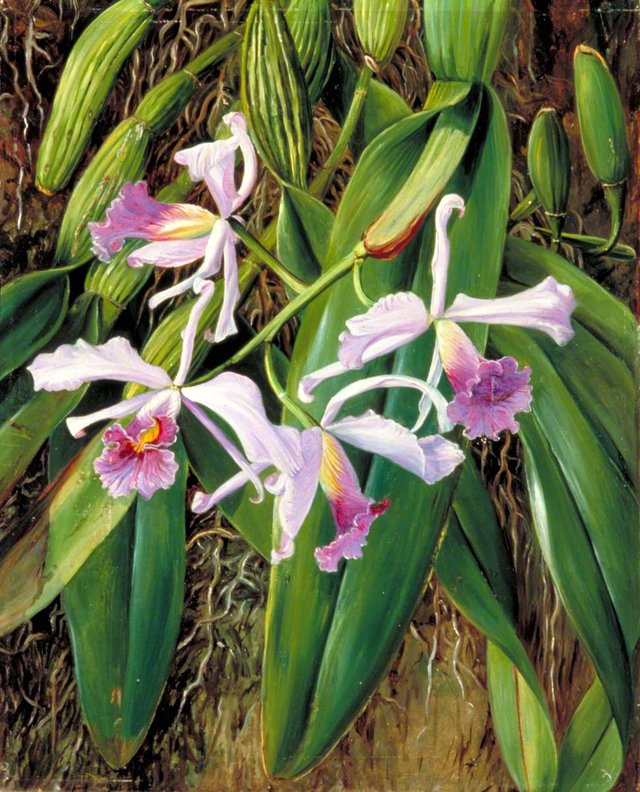 A Brazilian Orchid by Marianne North