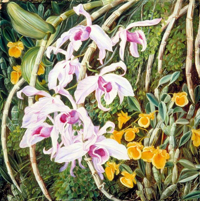 Orchids of Tropical Asia by Marianne North