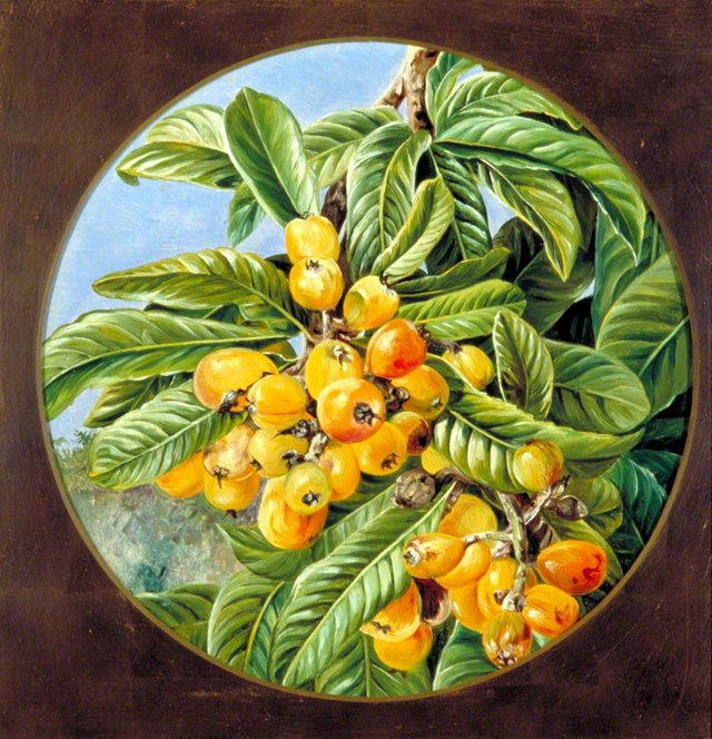 Foliage and Fruit of the Loquat or Japanese Medlar, Brazil by Marianne North