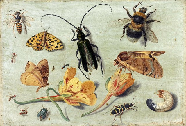 Insects by Jan van Kessel the Elder