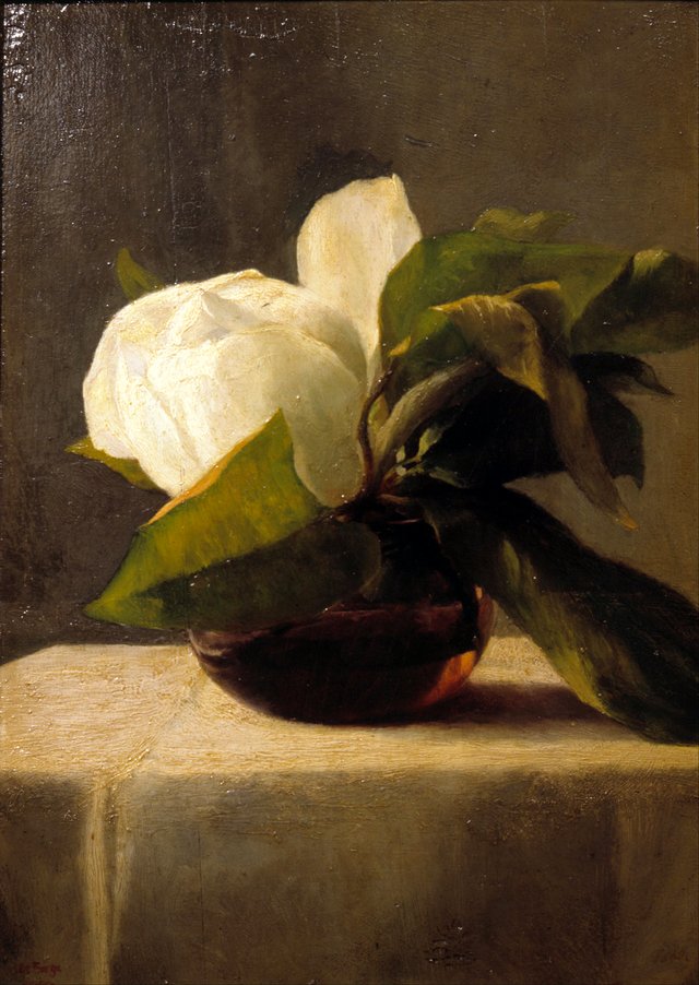 Magnolia by John La Farge