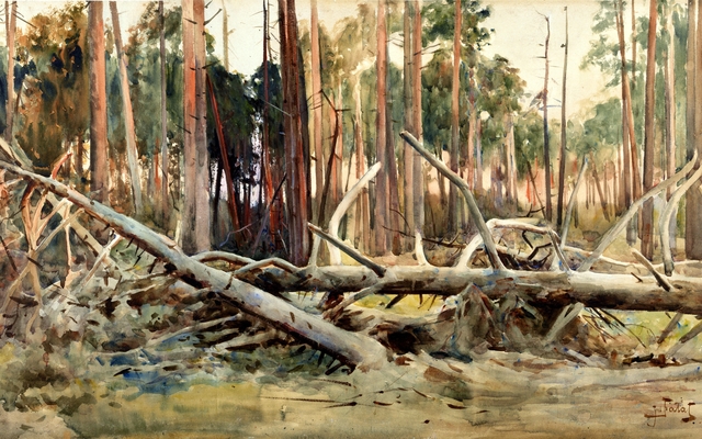 Pine forest by Julian Fałat