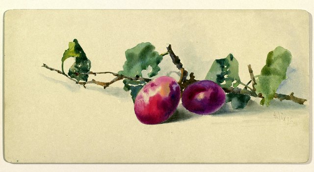 Branch with plums by Alexandra of Denmark