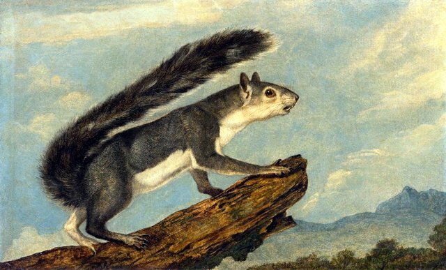 California Gray Squirrel by John Woodhouse Audubon