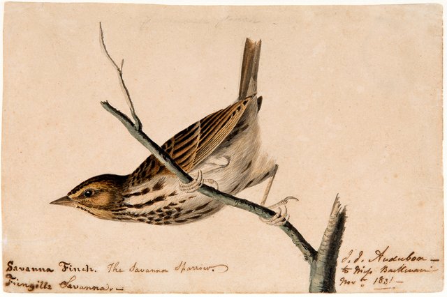 Savanna Finch (Fringilla savanna) by John James Audubon
