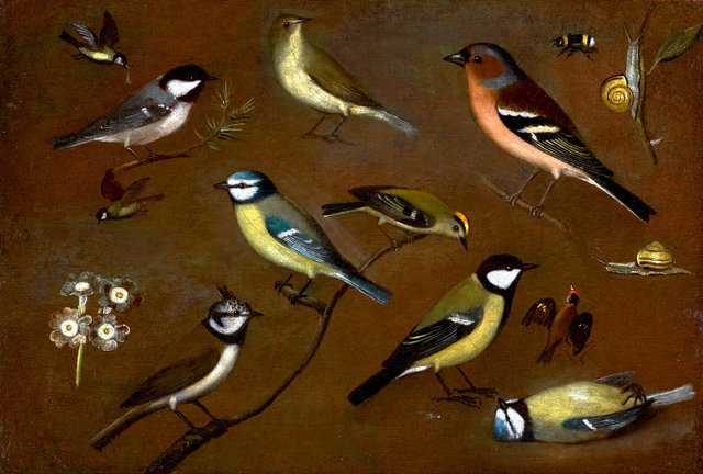 Still life of birds, including a marsh tit, chiffchaff, chaffinch… by Orsola Maddalena Caccia by Orsola Maddalena Caccia