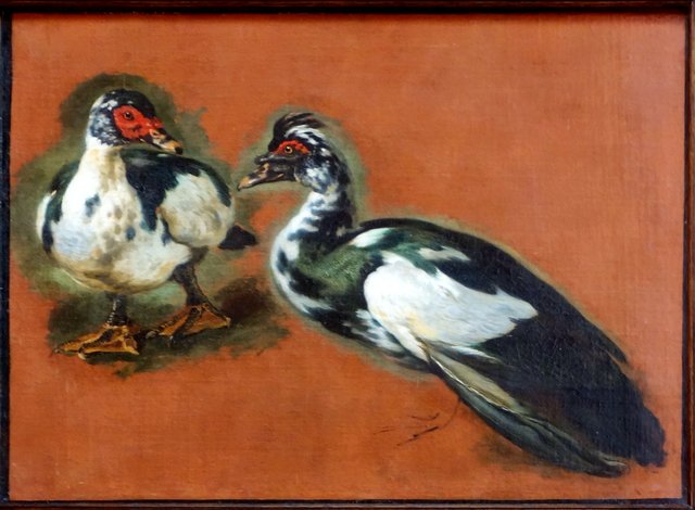 Étude de canards de Barbarie by Pieter Boel