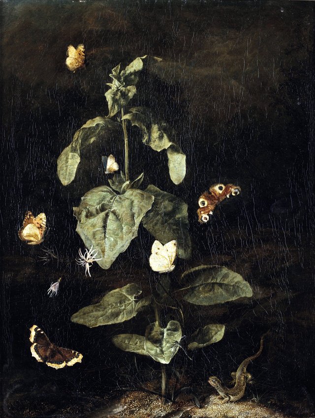 A forest floor still life with butterflies and a lizard by Otto Marseus van Schrieck