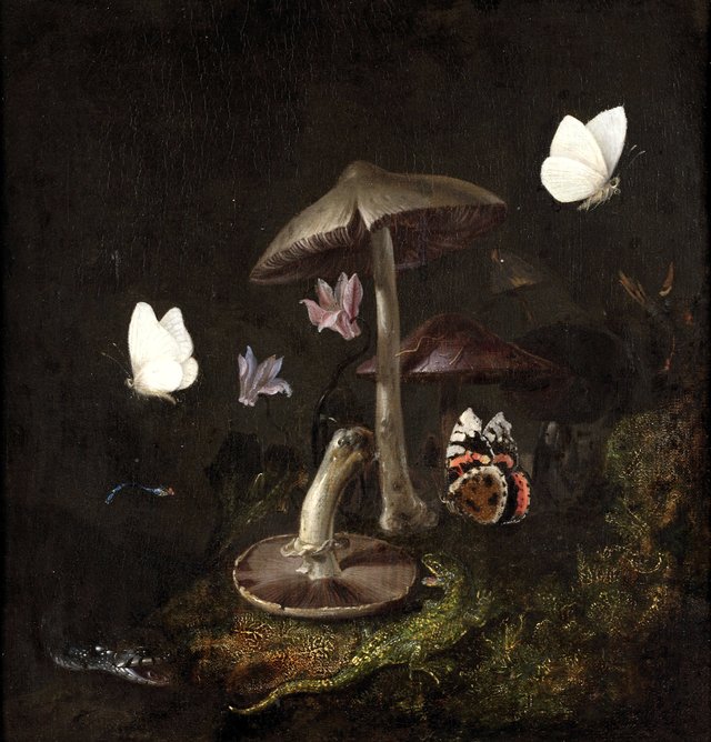 A 'sotto bosco' with mushrooms, butterflies, a dragonfly, a snake and a lizard by Otto Marseus van Schrieck