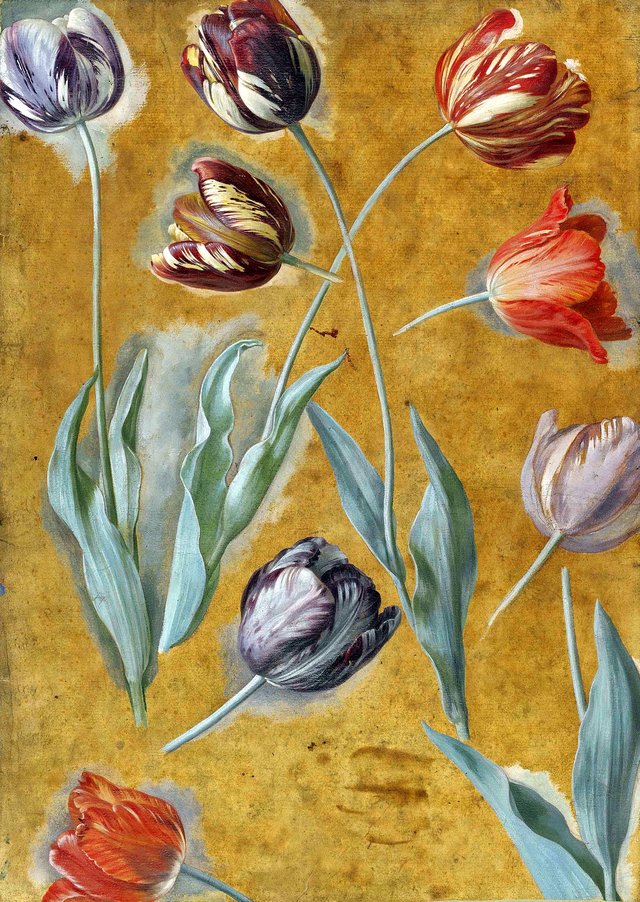 Étude de tulipes by Alexandre-François Desportes