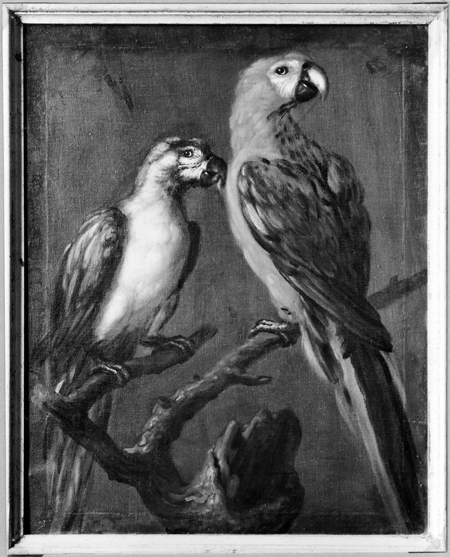 Two parrots by David Klöcker Ehrenstrahl