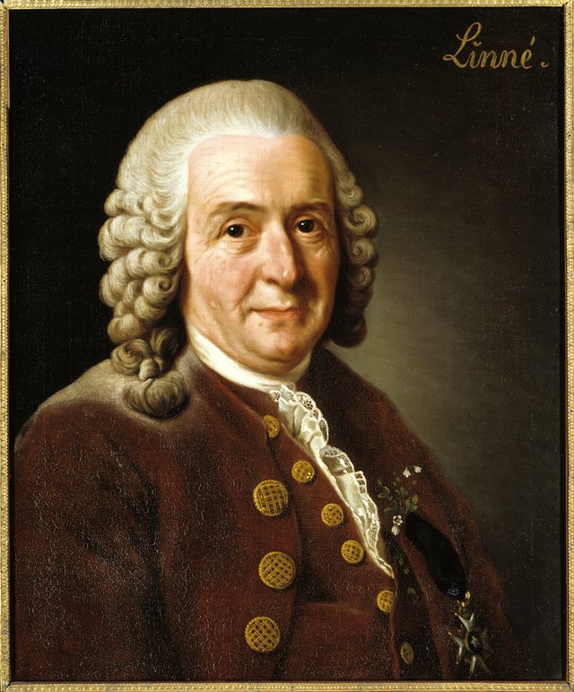 Portrait of Carl Linnaeus, 1707-1778 by Alexander Roslin