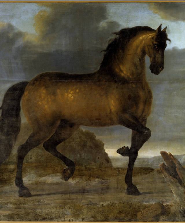 Karl XI:s livhäst Stenbock by David Klöcker Ehrenstrahl