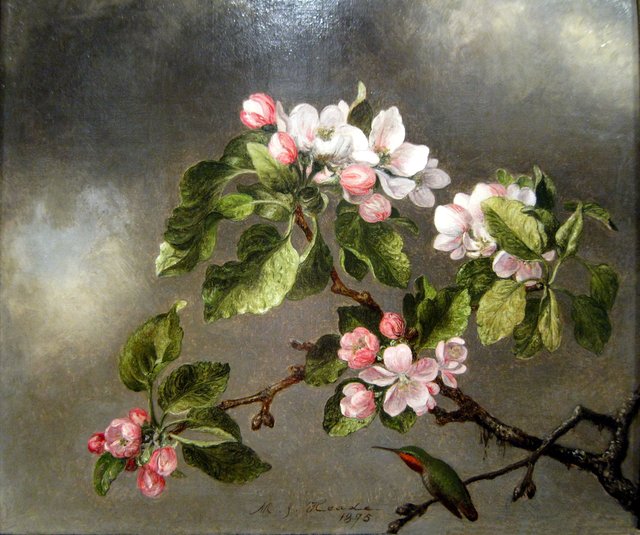 Hummingbird and Apple Blossoms by Martin Johnson Heade